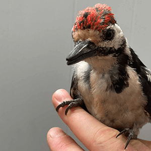 Bird rehabilitation